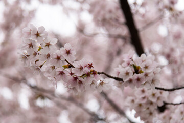 low angle view of cherry blossoms in springtime