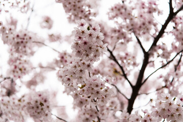 low angle view of cherry blossoms in springtime