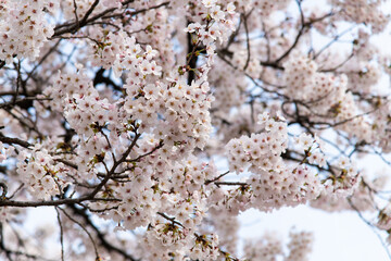 low angle view of cherry blossoms in springtime