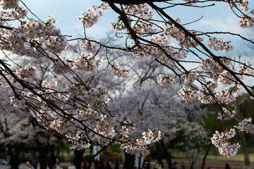low angle view of cherry blossoms in springtime