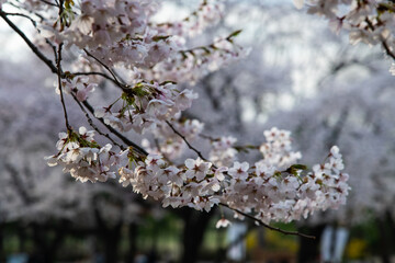 low angle view of cherry blossoms in springtime