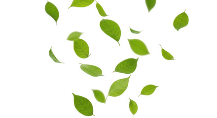 Obraz premium Falling green leaves on transparent background