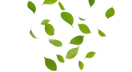Falling green leaves on transparent background