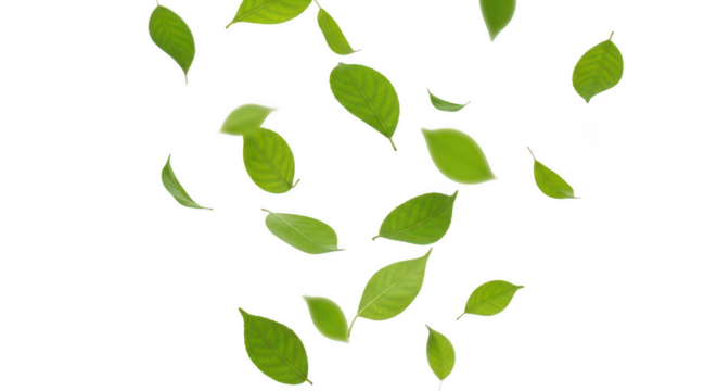 Falling green leaves on transparent background
