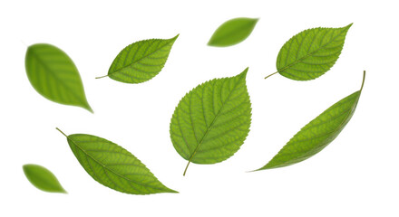 Fototapeta premium Isolated green leaves on black on transparent background