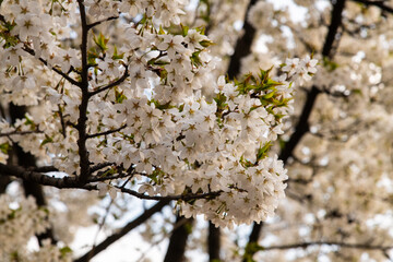 low angle view of cherry blossoms in springtime