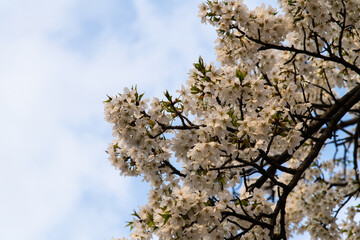 low angle view of cherry blossoms in springtime
