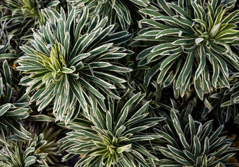 Close up of green leaves of ornamental succulent plant in garden. macro background flowers close up. photography of vibrant pink flowers with copy space image
