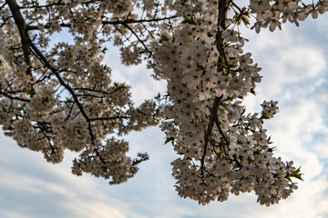 low angle view of cherry blossoms in springtime