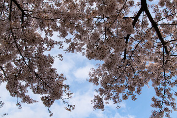 low angle view of cherry blossoms in springtime