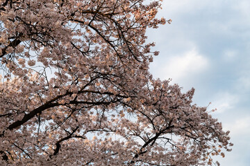 low angle view of cherry blossoms in springtime