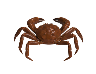 A giant coconut crab with big claws isolated on transparent background.