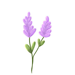 Vector lilac lavender flowers isolated on white background vector, illustration