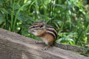 Chipmunk Eating, Whitemud Park, Edmonton, Alberta