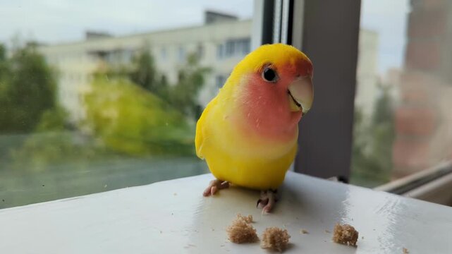 Domestic lovebird enjoying small snack on white surface, vibrant plumage glowing in daylight. Exotic parrot perched indoors, eating crumbs, window and city background blurred behind.