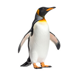 Fototapeta premium Adult Penguin Standing Upright
