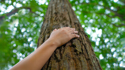 Environmental concept, hand touching the tree in natural forest and love the tree to protect the tree from deforestation, and the forest is in spring with sunlight shining through the leaves and branc