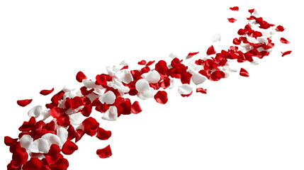 Trail of scattered red and white rose petals isolated on white background. 
