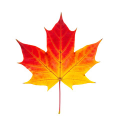 Vibrant Red and Yellow Autumn Maple Leaf with Intricate Veining