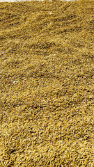 Pile of harvested rice grains drying under sunlight, close-up view of golden paddy texture for agriculture and food industry background