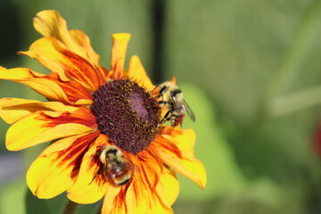 Bee's On The Flower