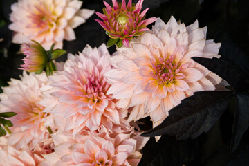 Beautiful pink dahlia flower in the garden on a dark green background - macro background flowers close up. photography of vibrant pink flowers with copy space image