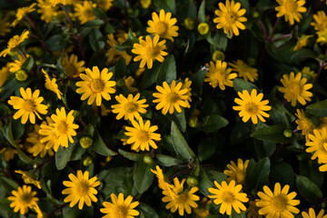 Yellow wildflowers on a dark green background - macro background flowers close up. photography of vibrant yellow flowers with copy space image