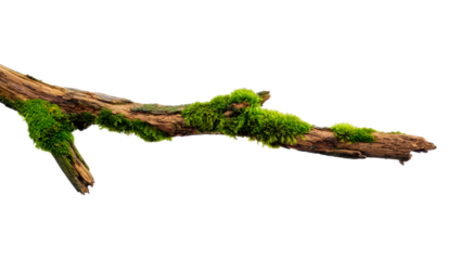 Lush Green Moss on Rustic Wood Branch:  Nature Creeper Plant Stock Photo, Isolated on Black Background