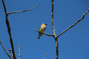 Waxwing In The Tree