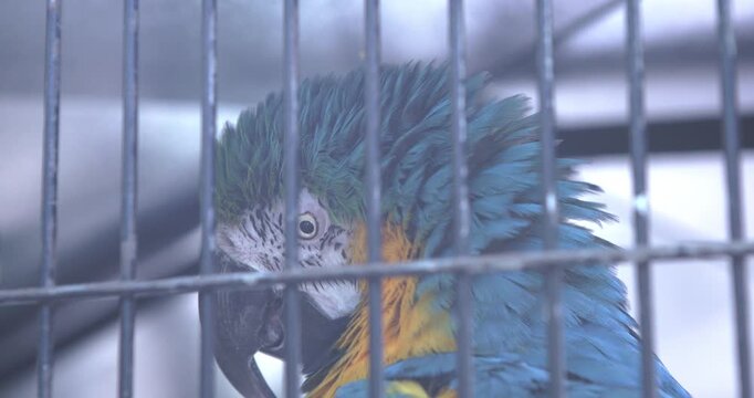 Macaw bird looking at camera from behind cage bars 4k
