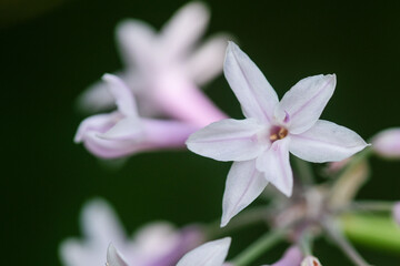 ツルバギアの花