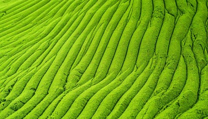 Fototapeta premium A detailed top-down view of vibrant green superfood powder, meticulously raked into a mesmerizing wavy landscape pattern