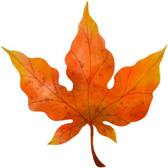 Watercolor Autumn Maple Leaf Illustration