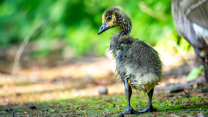 Ein kleines Kanadagans-Küken auf Entdeckungstour – noch ganz zerzaust vom Wasser, aber schon...