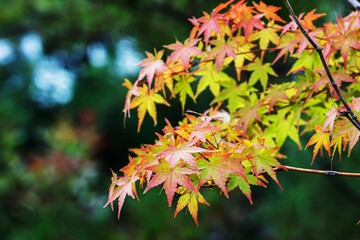 Colorful Maple Tree Leaves in Autumn Forest Photography Image