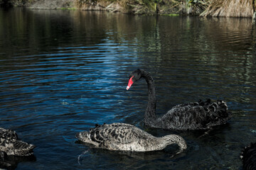 Northbrook Wetland 16th August 2025