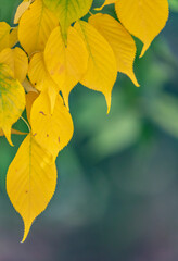 Autumn Golden Leaves Photography With Vibrant Seasonal Colors