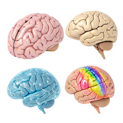 Human Brain Anatomy 4 Views of Neurological Structure Isolated On Transparent Background