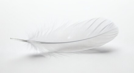 Delicate white feather softly resting, perfect for dreamlike designs and tranquil ethereal themes