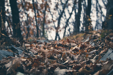 Close-Up of Fallen Leaves on Forest Floor in Moody European Style