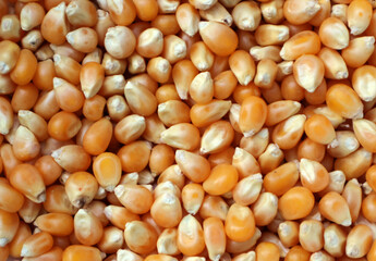 close up of a pile of corn seeds