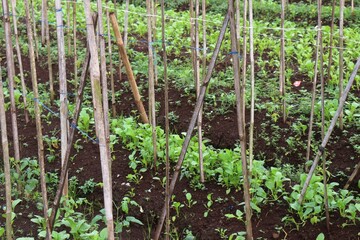 Vegetable farm wwith young seedlings sprouting on rich, dark brown soil, supported by bamboo stakes and ropes as part of a traditional farming method. The lush green plants are arranged neatly in rows