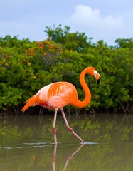 Flamingo in shallow water, vibrant colors