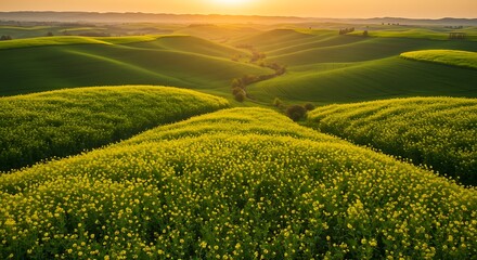Golden Hour Over Rolling Hills Covered in Yellow Flowers
