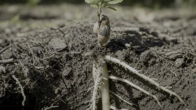 A sprouted acorn with leaves emerges from the soil roots exposed