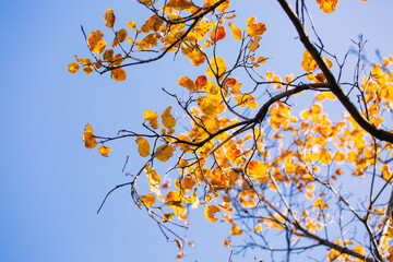 Late Autumn Golden Leaves of Plants Under Bright Sun High Definition Photo