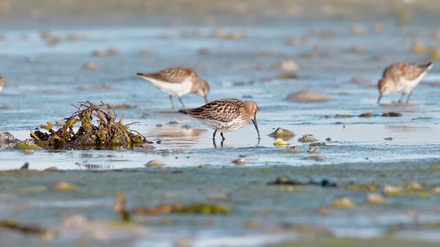Cinematic wildlife footage of a Dunlin (Calidris alpina) feeding at sunrise on a tidal flat in a western Norwegian fjord, captured in soft golden hour light.