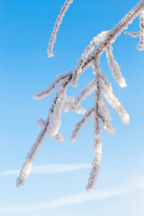 Vertical Shot of Frost-Covered Tree Branches Encased in Ice in Cold Winter