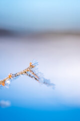 Frosts Descent and Winter Solstice Seasonal Plant Poster Background Image