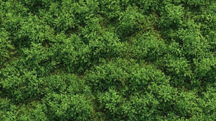 Vibrant green foliage creates a lush, textured surface in nature.